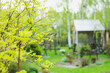 early spring garden view with fresh leaves awakening on branches. Fresh green lawn. Rustic brown wooden house on background.