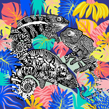 Beautiful Black And White Chameleons On A Branch With Lots Of Tropical Leaves On Blue Background