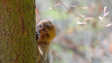 Baby Barbary Ape Peeking Out From Behind Tree