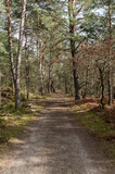 Fototapeta Sawanna - Forêt des 3 pignons - Fontainebleau