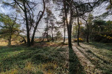 Canvas Print - Nature reserve Sallandse Heuvelrug