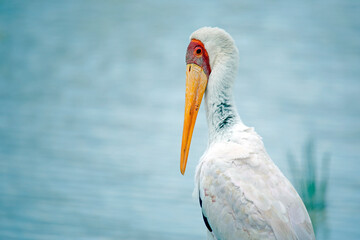 yellow-billed stork (mycteria ibis) in profile. amboseli, kenya
