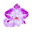 Orchid flower in PNG isolated on transparent background
