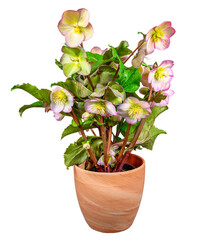 Wall Mural - Closeup of an isolated potted hellebore frostkiss flower