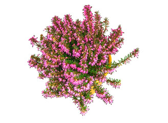 Wall Mural - Isolated potted winter-flowering heather plant