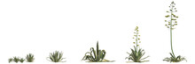 3d Illustration Of Set Agave Americana Bush Isolated On Transparent Background