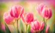 A pink tulips in a garden with a pink background, generative AI