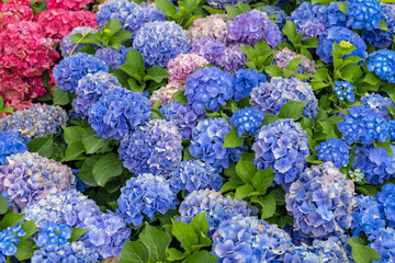 Poster - Hydrangea flower in the garden