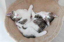 Two Cute Little Kittens, A Pair Of Siblings 8 Weeks Old, Tabby With White, Sleeping And Cuddling Together Side By Side In A Cozy Cat Bed