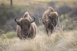 European bison bonasus bovine bovid bull in natural habitat