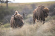 European bison bonasus bovine bovid bull in natural habitat