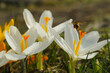 kwitnące białe krokusy na wiosnę w trawie