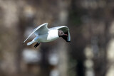 Fototapeta Łazienka - Black-Headed Gull, Chroicocephalus ridibundus in flight. Adult winter plumage