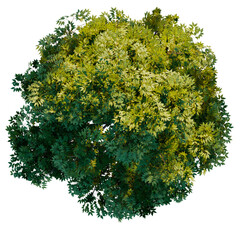 green tree top view on white png landscape plan urban