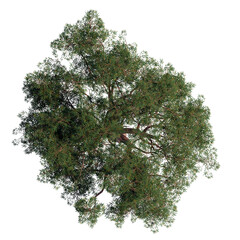 green tree top view on white png landscape plan urban