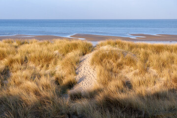 Wall Mural - Sand dunes of  Bricqueville-sur-Mer beach