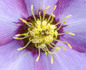 Wall Mural - Lenten rose blossom