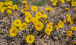 Tussilago farfara, commonly known as coltsfoot, on spring field. Coltsfoot has been used in herbal medicine.