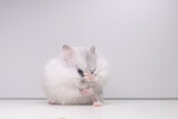 Fototapeta Koty - stand in kung fu, white hamster