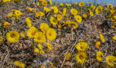 Poster - Tussilago farfara, commonly known as coltsfoot, on spring field. Coltsfoot has been used in herbal medicine.