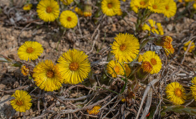 Poster - Tussilago farfara, commonly known as coltsfoot, on spring field. Coltsfoot has been used in herbal medicine.