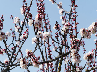 Sticker - Abricotier sauvage (Prunus armeniaca) à floraison hivernale blanche sortant de bourgeons à bois éclatés rouge foncé sur des rameaux sans feuilles
