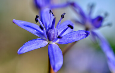 macro of scilla - blue spring meadow flower
