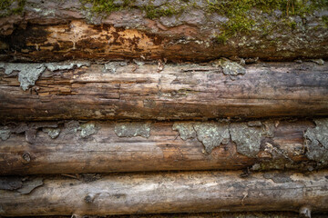 Wall Mural - Photo of the inner wall of the dugout made of wood.A wooden wall made of logs in a forest trench.