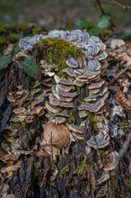 Close-up Tree Fungus Growing On A Tree Trunk In The Forest, Vertical Shot