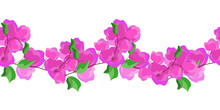 Seamless Border Of Pink Bougainvillea Flowers On White Background. Floral Vector Illustration.