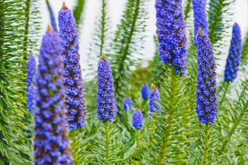 Wall Mural - Pride of Madeira ( Echium candicans ), a magnificent conical blue flower spikes. Giant bush in full bloom close-up on the beach in sunny day