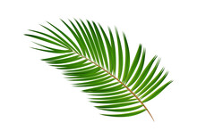 Palm Leaf Vector Isolated On White. Palm Sunday. Weekend. Summer Or Spring Holiday