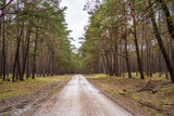 Fototapeta Sawanna - road in the forest