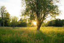 Last Sunrays Behind A Lonely Tree On A Meadow During A Warm Summer Evening In Estonia, Northern Europe