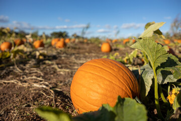 pumpkins in the patch