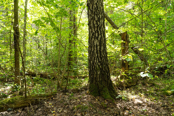 Fototapeta a lush and greenish old-growth deciduous forest on a late summer day in northern latvia	
