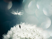 White Fluffy Dandelion In Water Droplets On A Blue Background, Defocused Light, Bokeh