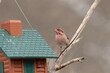 Cassin's Finch at a Bird Feeder