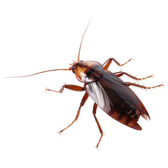 Wall Mural - top view of cockroach , isolated on transparent background cutout , generative ai