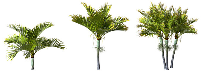 Fototapete - Palm trees shapes on transparent backgrounds 3d illustration png