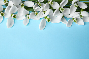 Wall Mural - Beautiful snowdrops on light blue background, space for text