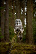 Posing Great grey owl, Strix nebulosa in the forest, sitting on a branch