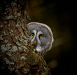 Portrait of Great grey owl, Strix nebulosa, hidden behind tree trunk