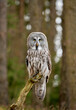 Posing Great grey owl, Strix nebulosa in the forest