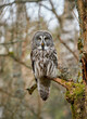 Posing Great grey owl, Strix nebulosa in the forest, sitting on tree