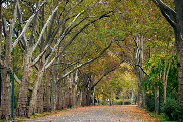 Wall Mural - Autumn in the park in Budapest.