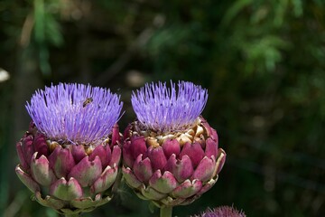 Globe Artichokes in full bloom growing in the summer sunshine 