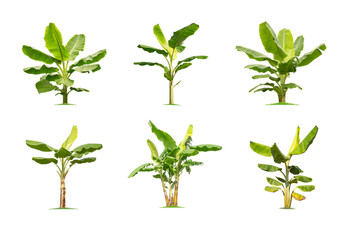 Wall Mural - green banana tree isolated on white background. the collection of green banana tree . green tako tre