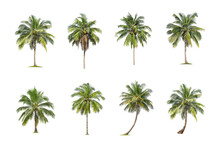 Coconut Tree On White Background. The Collection Of Green Palm Tree . Tropical Trees Isolated Used For Design, Advertising And Architecture.