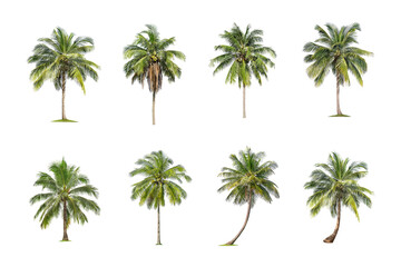 Wall Mural - Coconut tree on White Background. The collection of green palm tree . tropical trees isolated used for design, advertising and architecture.